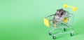 Funny Djungarian hamster sits in children`s empty shopping cart on green background. Funny pet is having fun. banner