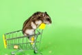 Funny Djungarian hamster sits in children's empty shopping cart on green background. Funny pet is having fun