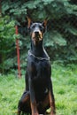Funny Doberman Dog Metal Collar Training Asking Dog