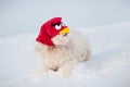 Funny dog in angry bird mask