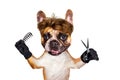 Funny dog barber groomer ginger french bulldog hold scissors and comb. Man isolated on white background Royalty Free Stock Photo