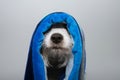 Funny dog bath. Jack russell wrapped with a blue striped towel ready fot take a shower Royalty Free Stock Photo