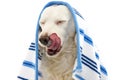 FUNNY DOG BATHING. MIXED-BREED PUPPY WRAPPED WITH A BLUE COLORED TOWEL. LINKING WITH ITS TONGUE. ISOLATED STUDIO SHOT AGAINST