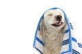 FUNNY DOG BATHING. MIXED-BREED PUPPY WRAPPED WITH A BLUE COLORED TOWEL. MAKING A FACE. ISOLATED STUDIO SHOT AGAINST WHITE