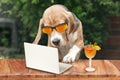 Funny dog beagle with a cocktail watching a laptop