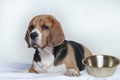 Funny dog beagle lies on the bed next to an empty bowl