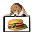 Funny dog beagle looks at an appetizing cheeseburger Royalty Free Stock Photo