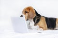Funny dog beagle looks at a laptop