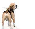Funny dog beagle stands isolated