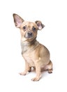 Funny dog with a bent ear Royalty Free Stock Photo