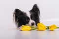 Funny dog with big shaggy black ears with a bouquet of yellow tulips on a white background Royalty Free Stock Photo