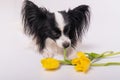 Funny dog with big shaggy black ears with a bouquet of yellow tulips on a white background Royalty Free Stock Photo