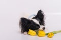 Funny dog with big shaggy black ears with a bouquet of yellow tulips on a white background Royalty Free Stock Photo