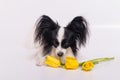 Funny dog with big shaggy black ears with a bouquet of yellow tulips on a white background Royalty Free Stock Photo
