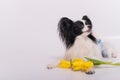 Funny dog with big shaggy black ears with a bouquet of yellow tulips on a white background Royalty Free Stock Photo