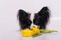 Funny dog with big shaggy black ears with a bouquet of yellow tulips on a white background Royalty Free Stock Photo