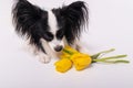 Funny dog with big shaggy black ears with a bouquet of yellow tulips on a white background Royalty Free Stock Photo