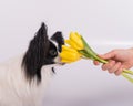 Funny dog with big shaggy black ears sniffs a bouquet of yellow tulips on a white background Royalty Free Stock Photo