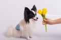 Funny dog with big shaggy black ears sniffs a bouquet of yellow tulips on a white background Royalty Free Stock Photo