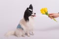 Funny dog with big shaggy black ears sniffs a bouquet of yellow tulips on a white background Royalty Free Stock Photo