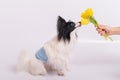 Funny dog with big shaggy black ears sniffs a bouquet of yellow tulips on a white background Royalty Free Stock Photo