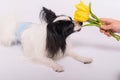 Funny dog with big shaggy black ears sniffs a bouquet of yellow tulips on a white background Royalty Free Stock Photo