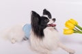 Funny dog with big shaggy black ears sniffs a bouquet of yellow tulips on a white background Royalty Free Stock Photo