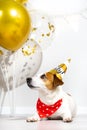 Funny dog in birthday hat and a red bandana with hearts on a light background.