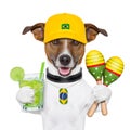 Funny dog brazil Royalty Free Stock Photo