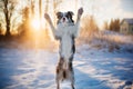 Funny dog breed Border Collie stands on its hind legs in winter Royalty Free Stock Photo