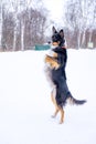 funny dog breed Border Collie stands on its hind legs in winter Royalty Free Stock Photo