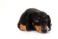 Funny dog from breed Dachshund