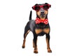 Funny dog breed Jagdterrier in a bow tie and sunglasses Royalty Free Stock Photo