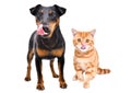 Funny dog breed Jagdterrier and red kitten Scottish Straight licks Royalty Free Stock Photo