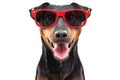 Funny dog breed Jagdterrier in a red sunglasses Royalty Free Stock Photo