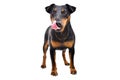 Funny dog breed Jagdterrier standing licking tongue