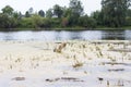 Funny dog breed Japanese Akita Inu runs cross the river with seaweed to the shore on a natural summer background.