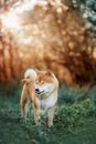 Funny dog breed Shiba Inu standing on a green meadow