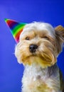 Funny dog breed Yorkshire Terrier with festive cap on head celebrating birthday.