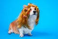 Funny dog in a bright yellow wig in curlers on a blue background. Grooming and care a pet. Bright advertising of a beauty salon Royalty Free Stock Photo