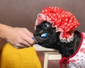 Funny dog brush their teeth with a toothbrush. Dog in a shower cap and gown. Man's hand. The concept of dental care, cleanliness, Royalty Free Stock Photo