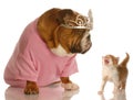Funny dog and cat fight Royalty Free Stock Photo