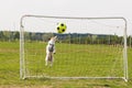 Funny dog catching a ball saving goal Royalty Free Stock Photo