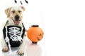 FUNNY DOG CELEBRATING HALLOWEEN WITH A SKULL BAG LIKE COSTUME A Royalty Free Stock Photo