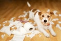 Funny dog after chewing a toilet paper, dog mischief or puppy training