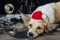 Funny dog on new year`s Eve
