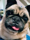 Funny dog close up portrait with tongue out Royalty Free Stock Photo