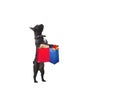 Funny dog with colorful shopping bags. Bulldog standing on hind legs. White background Royalty Free Stock Photo