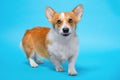 Funny dog corgi welsh determined cheeky look will do anything. Scary monster Royalty Free Stock Photo