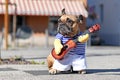 Funny dog cosutume on French Bulldog dressed up as street perfomer musician wearing striped shirt and fake arms holding guitar Royalty Free Stock Photo